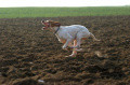 Pedigree UNA DE LANDA-GORI Pedigree UNA DE LANDA-GORI